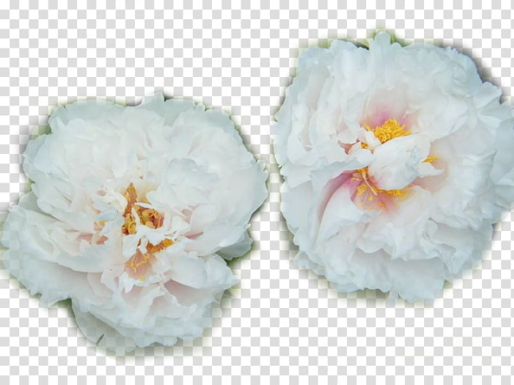 heze,moutan,peony,paeonia,lactiflora,two,white,black white,color,flower,flowers,white background,petal,plant,seed,seedling,shrub,two flowers,white peony,white flower,background white,paeonia lactiflora,nature,bleeding heart,branches,cut flowers,flowering plant,flowers and branches,incense,information,moutan peony,national,national color incense,white smoke,png clipart,free png,transparent background,free clipart,clip art,free download,png,comhiclipart