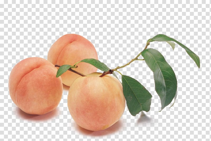 peach,melba,auglis,natural foods,food,fruit,fruit  nut,watercolor peach,peach petals,peach fruit,peaches,vegetable,peach flowers,peach flower,peach blossom,local food,diet food,apricot,apple,peach melba,silkie,png clipart,free png,transparent background,free clipart,clip art,free download,png,comhiclipart