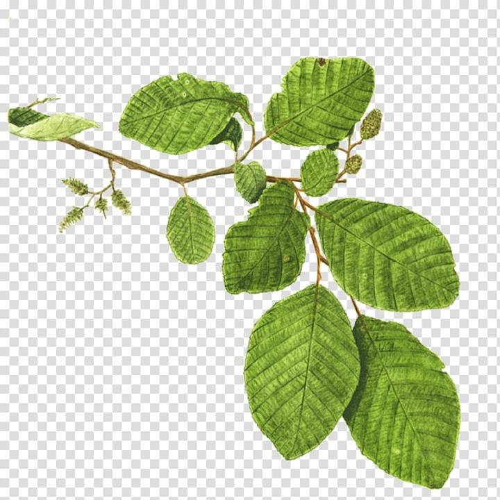 mentha,spicata,mint,leaf,maple leaf,plants,leafs,autumn leaf,liriodendron tulipifera,mint leaves,nature,palm leaf,leaf and petals,angel oak,chinaberry,chlorophyll,google images,green,green leaf,herb,herbalism,trees,mentha spicata,branch,tree,alder,plant,mint leaf,png clipart,free png,transparent background,free clipart,clip art,free download,png,comhiclipart