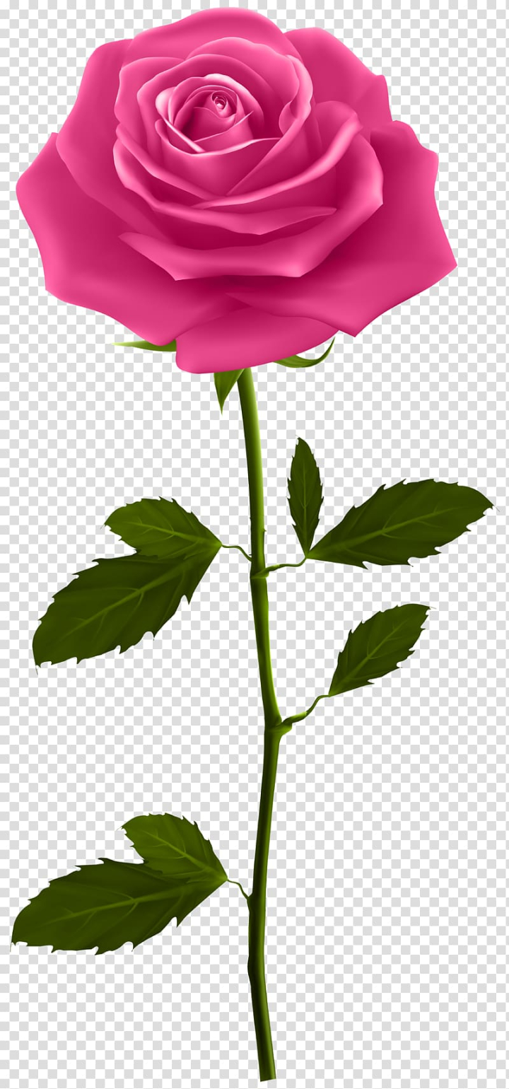 Pink Rose Flower PNG With Transparent Background Digital Download