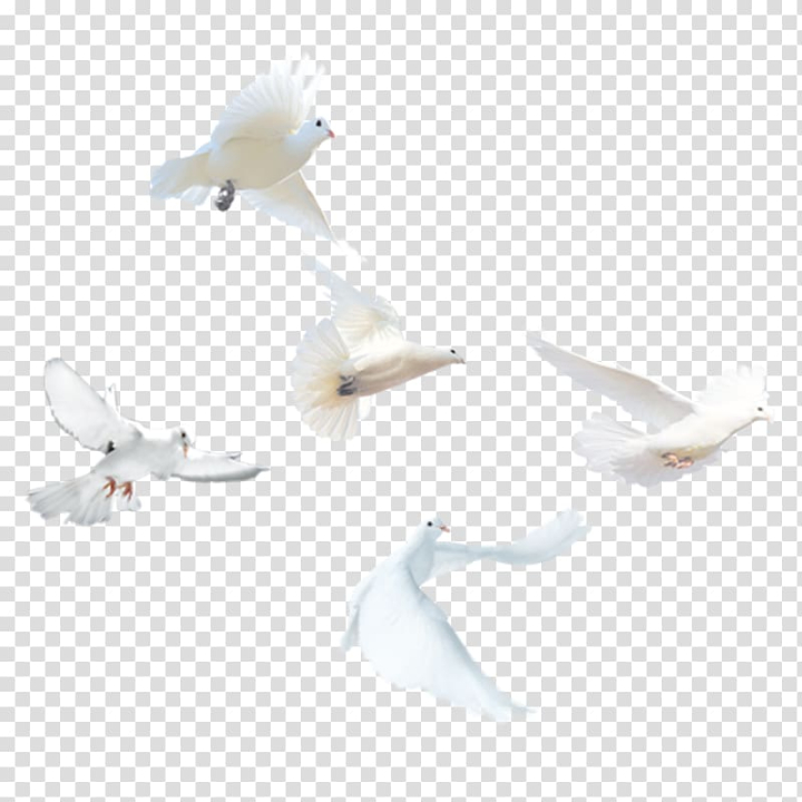 domestic,pigeon,release,dove,white,angle,animals,black white,animal,pigeons,propeller,water bird,white smoke,white background,white vector,white flower,pigeon vector,line,background white,beak,birds,columba,euclidean vector,google images,wing,domestic pigeon,bird,columbidae,release dove,white pigeon,png clipart,free png,transparent background,free clipart,clip art,free download,png,comhiclipart