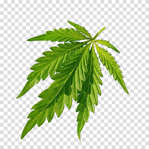 cannabis,sativa,green,leaves,closeup,watercolor leaves,natural,fall leaves,palm leaves,encapsulated postscript,hemp family,green tea,drug,in kind,herbs,tree,plant,nature,kind,hemp,cannabis leaves,euclidean vector,green leaf,autumn leaves,cannabis sativa,joint,leaf,green leaves,png clipart,free png,transparent background,free clipart,clip art,free download,png,comhiclipart