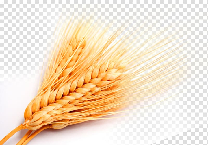golden,wheat,bumper,autumn,paddy,golden clipart,wheat clipart,agriculture,food,yellow,cereal plant,nature,farm,crop,seed,ripe,backgrounds,barley,close-up,bread,harvesting,gold colored,organic,flour,rural scene,whole wheat,no people,single object,freshness,summer,plant,straw,bakery,png clipart,free png,transparent background,free clipart,clip art,free download,png,comhiclipart