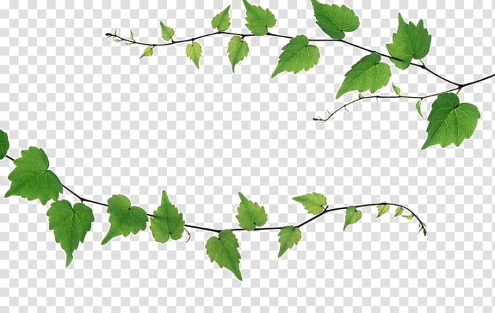 ivy,vines,plant,green,evergreen,branch,ivy clipart,vines clipart,leaf,nature,tree,season,green color,backgrounds,isolated,close-up,white background,forest,botany,autumn,growth,freshness,white,no people,environment,twig,frame,beauty in nature,pattern,springtime,summer,lush foliage,macro,vibrant color,bright,color image,yellow,png clipart,free png,transparent background,free clipart,clip art,free download,png,comhiclipart