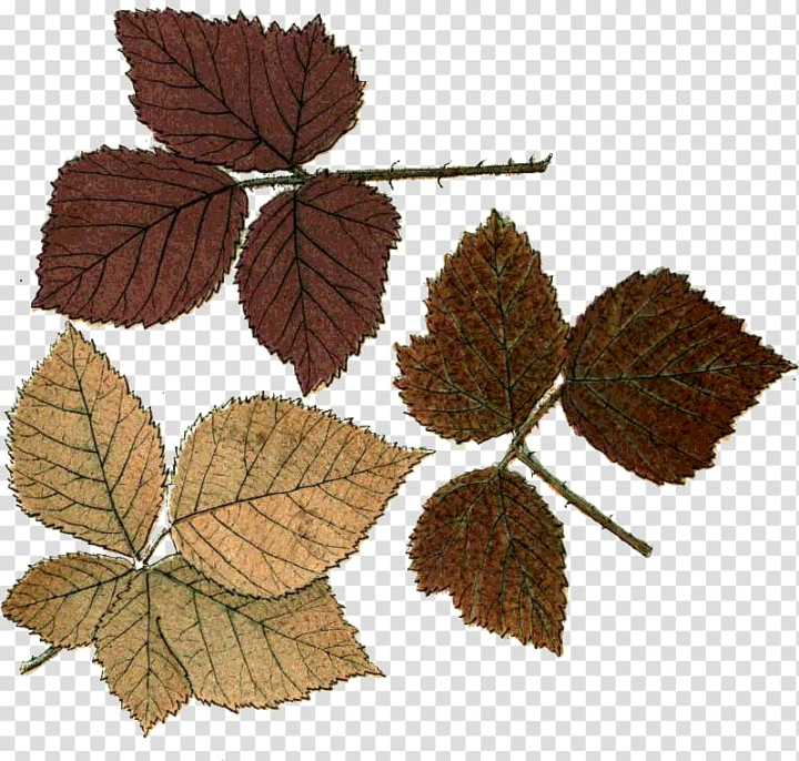 leaf,autumn,northern,hemisphere,adobe,photoshop,scrapbooking,resource,plant,northern hemisphere,happiness,gimp,autumn leaves,tree,png clipart,free png,transparent background,free clipart,clip art,free download,png,comhiclipart