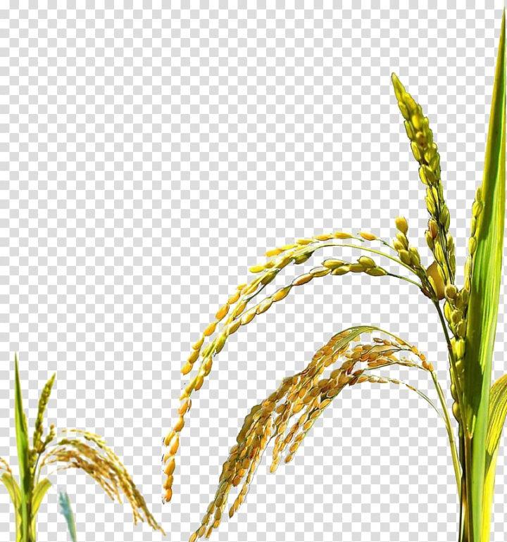 paddy,millet,food,bumper,autumn,paddy clipart,png clipart,free png,transparent background,free clipart,clip art,free download,png,comhiclipart