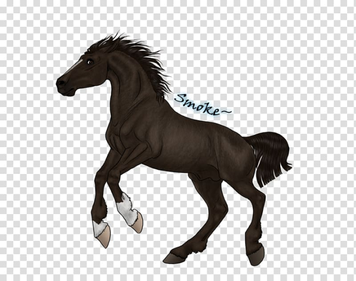 horse colt clip art