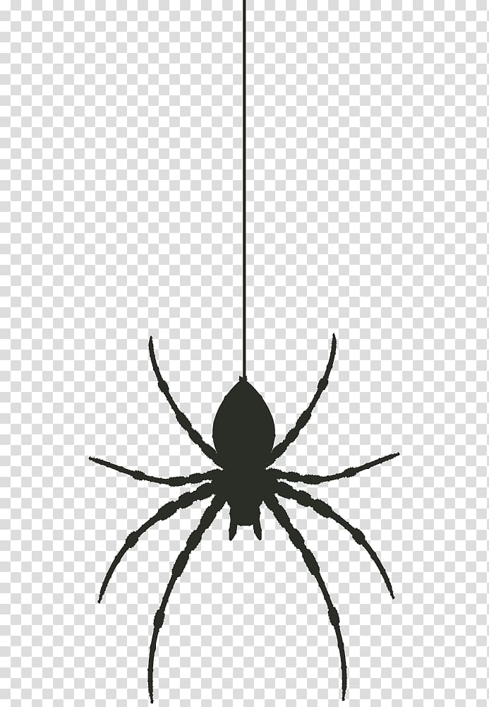Wolf Spider transparent background PNG cliparts free download