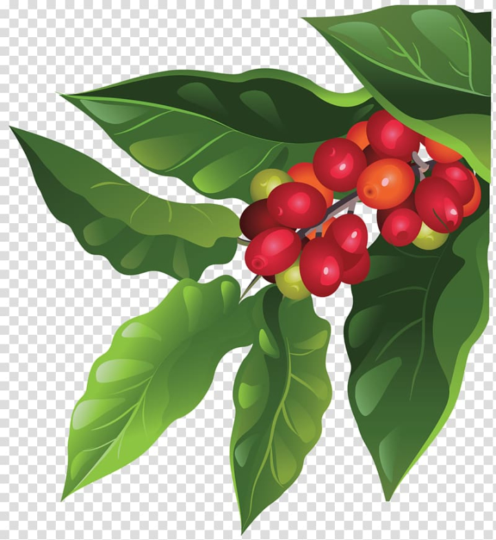 coffee,bean,berry,arabica,plants,natural foods,leaf,coffea,cherry,ripening,schisandra,plant,nature,seed,specialty coffee,acerola family,food  drinks,coffee production,aquifoliales,aquifoliaceae,tree,coffee bean,arabica coffee,fruit,red,fruits,illustration,png clipart,free png,transparent background,free clipart,clip art,free download,png,comhiclipart