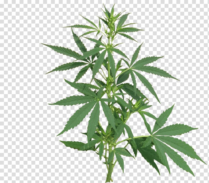medical,cannabis,sativa,cultivation,legality,leaf,cannabidiol,hemp family,drug,cannabis ruderalis,plant,nature,medical marijuana card,herbalism,hemp,cannabis smoking,smoking,medical cannabis,cannabis sativa,cannabis cultivation,legality of cannabis,illustration,png clipart,free png,transparent background,free clipart,clip art,free download,png,comhiclipart