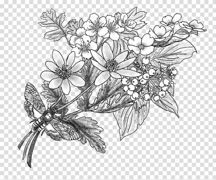 Flower Tree Drawing Sketch, hawthorn transparent background PNG clipart ...