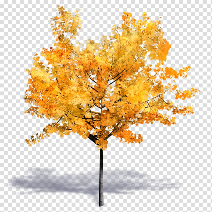 Tree Woody plant Autodesk Revit SketchUp, autumn transparent background ...