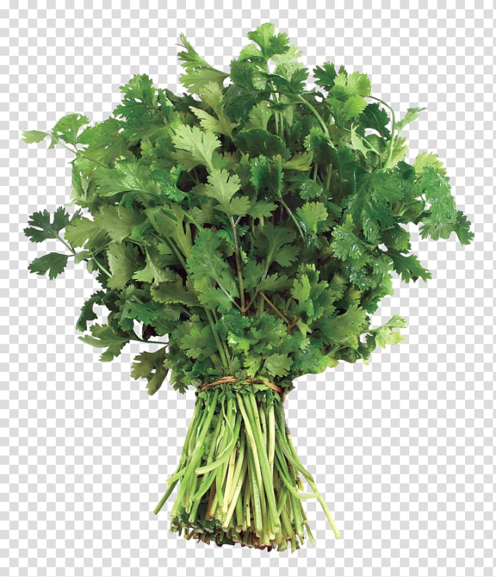 leaf,vegetable,desktop,coriander,miscellaneous,food,others,spring greens,protein,rapini,plant,parsley,2d computer graphics,herb,broccoli,architectural rendering,leaf vegetable,desktop wallpaper,green,cilantro,illustration,png clipart,free png,transparent background,free clipart,clip art,free download,png,comhiclipart