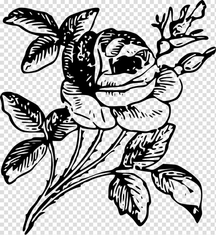 Rose Engraving Etching Flower, rose tattoo, glass, food, monochrome png |  PNGWing