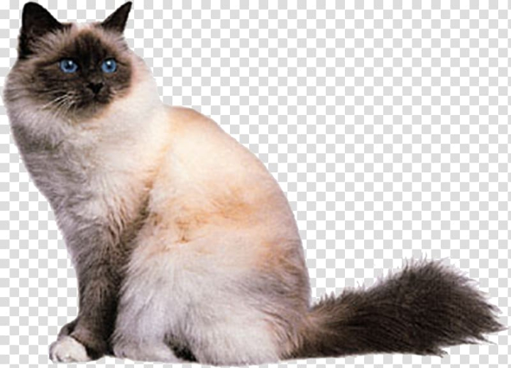 american,shorthair,british,burmese,cat,white,mammal,cat like mammal,animals,carnivoran,pet,paw,black white,snout,animal,small to medium sized cats,whiskers,tabby cat,thai,white light,point coloration,race,ragdoll,white flower,white background,siamese,white smoke,loyalty,lovely,asian semi longhair,background white,balinese,breed,burma,cat breed,domestic short haired cat,fur,kitten,birman,abyssinian,american shorthair,british shorthair,burmese cat,white cat,png clipart,free png,transparent background,free clipart,clip art,free download,png,comhiclipart