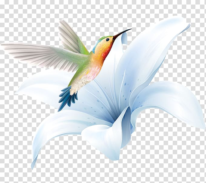 painted,lily,flowers,watercolor painting,blue,computer wallpaper,fauna,flower,bird,feather,lilies,handpainted birds,nature,pink flower,organism,pollinator,raster graphics,seabird,watercolor flower,watercolor flowers,wing,beak,birds,blue lily,colored,colored bird,flower pattern,flower vector,google hummingbird,handpainted,handpainted lilies,world wide web,hummingbird,hand,lily flowers,png clipart,free png,transparent background,free clipart,clip art,free download,png,comhiclipart