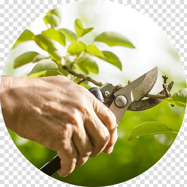 fruit,tree,pruning,leaf,hand,twig,garden,thinning,plant,tree care,nature,landscaping,herbalism,hedge,gardening,fruit tree,finger,canopy,arborist,alternative medicine,fruit tree pruning,branch,shrub,png clipart,free png,transparent background,free clipart,clip art,free download,png,comhiclipart
