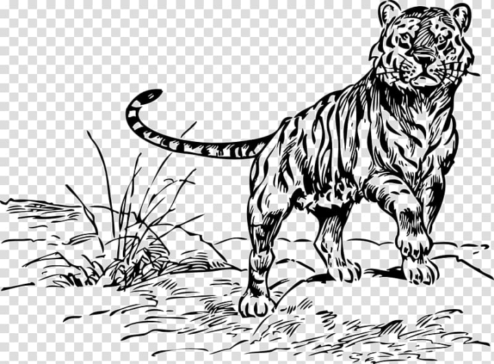 Lion Drawing png download - 1799*2365 - Free Transparent Tiger png  Download. - CleanPNG / KissPNG