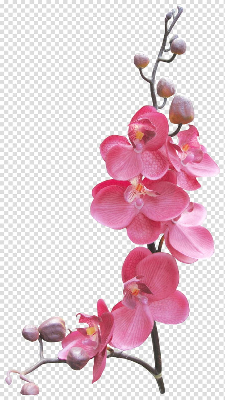 frames,orchids,love,watercolor painting,miscellaneous,branch,others,flower,magenta,petal,cherry blossom,pink,plant,orchid,moth orchid,blossom,flowering plant,floral design,drawing,picture frames,flowers,png clipart,free png,transparent background,free clipart,clip art,free download,png,comhiclipart