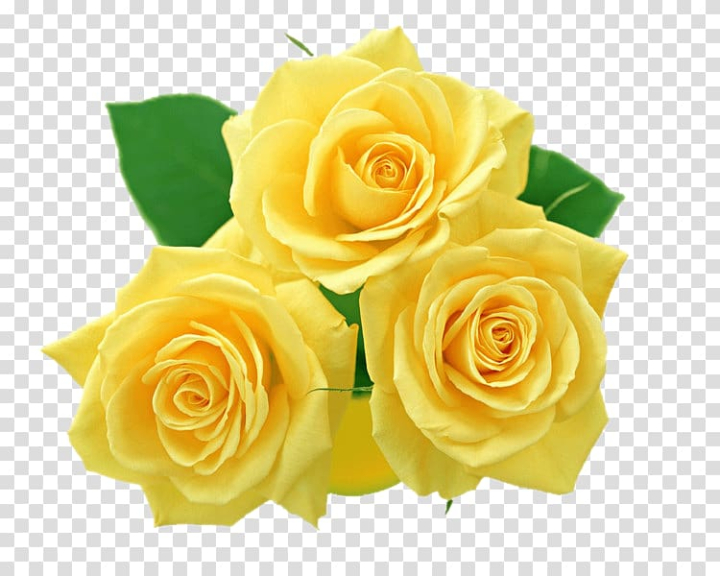 floribunda,sticker,flowers,rose order,pink flower,plant,rosa centifolia,rose family,chinese,watercolor flower,watercolor flowers,petal,peach,nature,chinese rose,cut flowers,floral design,floristry,flower bouquet,flower pattern,flower vector,flowering plant,garden roses,yellow rose,flower,rose,yellow,png clipart,free png,transparent background,free clipart,clip art,free download,png,comhiclipart