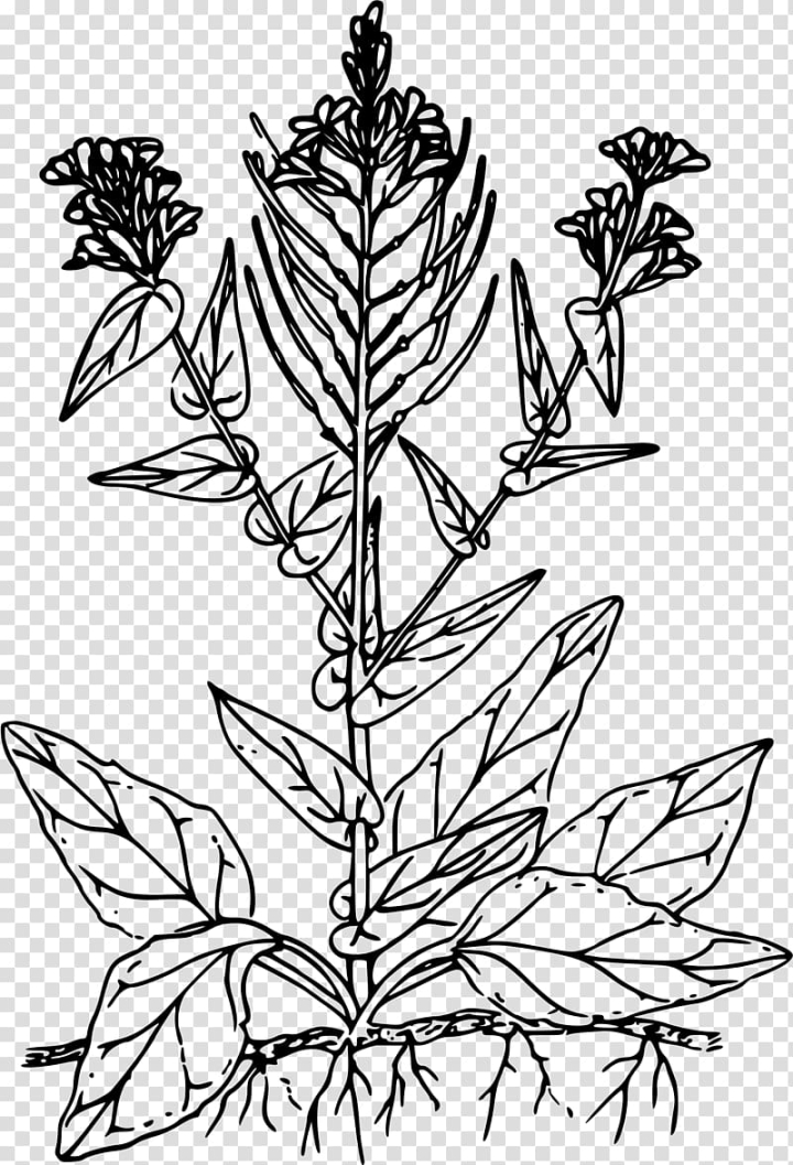 computer,icons,line,neem,miscellaneous,web design,leaf,branch,others,symmetry,plant stem,twig,flower,tree,plant,grass family,flowering plant,flora,dots per inch,black and white,computer icons,line art,png clipart,free png,transparent background,free clipart,clip art,free download,png,comhiclipart