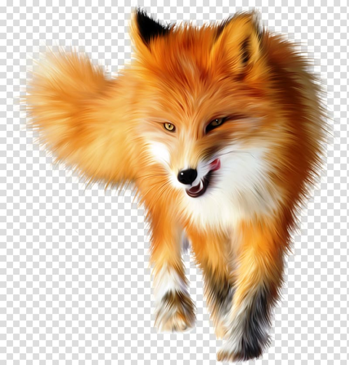 Free: Red fox Arctic fox , forest animal transparent background PNG clipart  