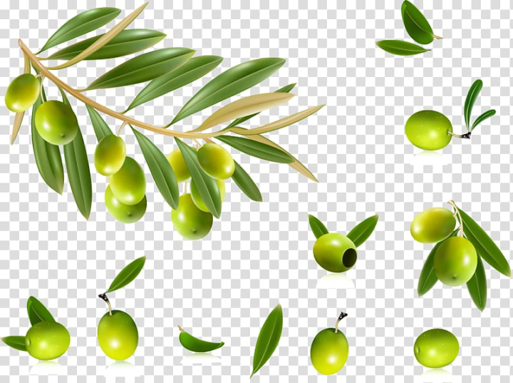 olive,oil,leaf,food,citrus,branch,computer wallpaper,plant stem,fruit,vegetables,black olive,key lime,tree,scalable vector graphics,popeye olive,plant,olive wreath,olive tree,olive branch,fresh,lime,green,beautiful,olive oil,olive leaf,olives,fruits,illustration,png clipart,free png,transparent background,free clipart,clip art,free download,png,comhiclipart