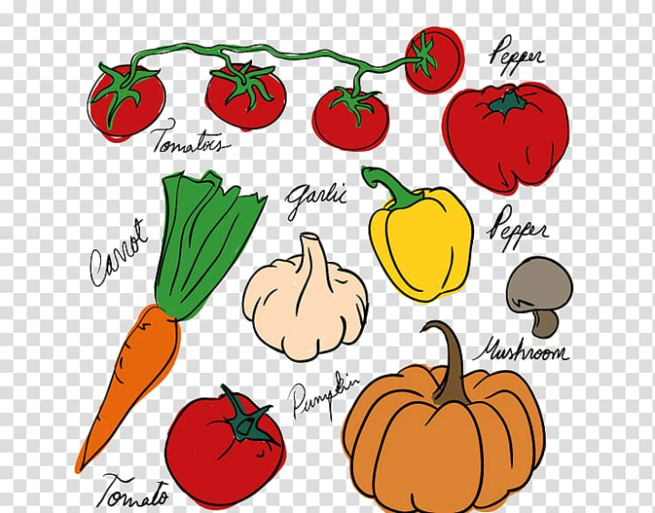 Sketch drawing set of vegetables Royalty Free Vector Image