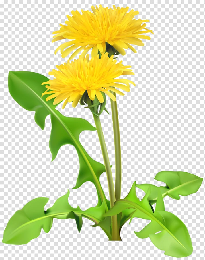 sunflower,plant stem,annual plant,royaltyfree,flowers,daisy family,plant,public domain,stock photography,flowerpot,flowering plant,floristry,floral design,drawing,daisy,cut flowers,common daisy,yellow,dandelion,flower,petaled,png clipart,free png,transparent background,free clipart,clip art,free download,png,comhiclipart