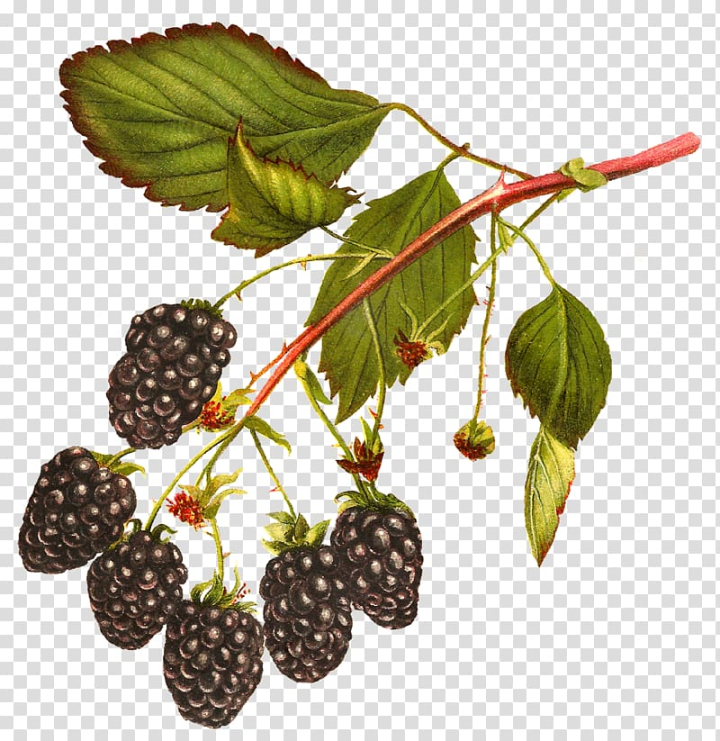 white,blackberry,raspberries,frutti di bosco,food,strawberries,branch,fruit  nut,mulberry,superfood,schisandra,strawberry,raspberry,tayberry,plant,red mulberry,loganberry,berry,botanical illustration,boysenberry,bramble,chokeberry,food  drinks,auglis,white blackberry,fruit,png clipart,free png,transparent background,free clipart,clip art,free download,png,comhiclipart