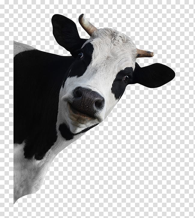holstein,friesian,cattle,dairy,grazing,funny,animals,miscellaneous,cow goat family,others,agriculture,snout,royaltyfree,farm,livestock,horn,advertising,dairy farming,dairy cow,cattle like mammal,calf,holstein friesian cattle,stock photography,dairy cattle,cattle grazing,funny animals,png clipart,free png,transparent background,free clipart,clip art,free download,png,comhiclipart
