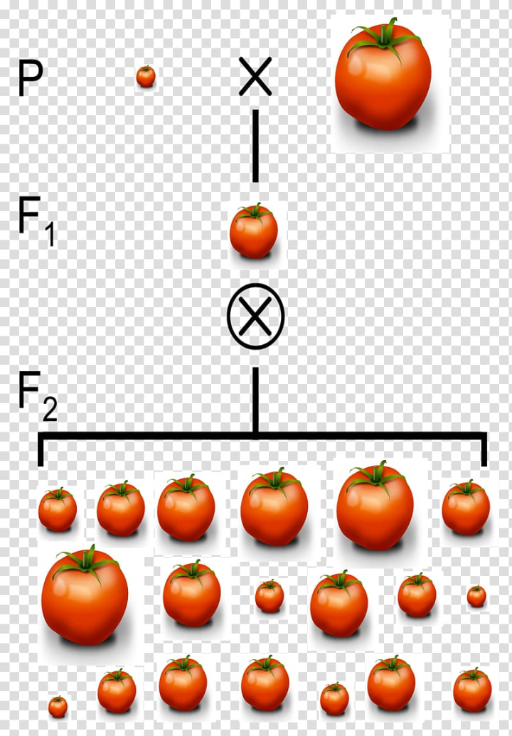 quantitative,trait,locus,phenotypic,genetics,polygene,individuals,miscellaneous,natural foods,food,text,orange,tomato,others,biology,tangerine,fruit,pumpkin,phenotypic trait,ploidy,vegetable,potato and tomato genus,quantitative trait locus,quantitative genetics,phenotype,apple,clementine,doubled haploidy,gene,genetic linkage,human height,local food,mandarin orange,molecular biology,vegetarian food,png clipart,free png,transparent background,free clipart,clip art,free download,png,comhiclipart