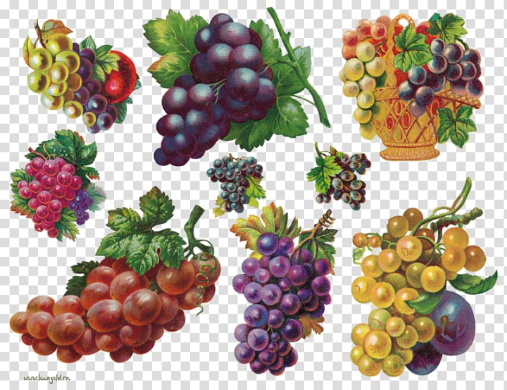 fruit,auglis,painting,grapes,natural foods,frutti di bosco,food,decoupage,grape,grapevine family,encapsulated postscript,fruit  nut,superfood,zante currant,xnview,vitis,paintnet,seedless fruit,plant,local food,irfanview,grape seed extract,flowering plant,boysenberry,blackberry,berry,png clipart,free png,transparent background,free clipart,clip art,free download,png,comhiclipart