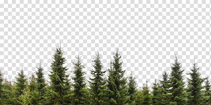 grass,color,royaltyfree,spruce,biome,sky,spruce fir forest,stock photography,sugar pine,temperate coniferous forest,tropical and subtropical coniferous forests,vegetation,кaртинки,beck,sales,plant,christmas tree,conifer,ecosystem,fir,grass family,nature,pine,pine family,лес,tree,evergreen,conifers,forest,branch,png clipart,free png,transparent background,free clipart,clip art,free download,png,comhiclipart