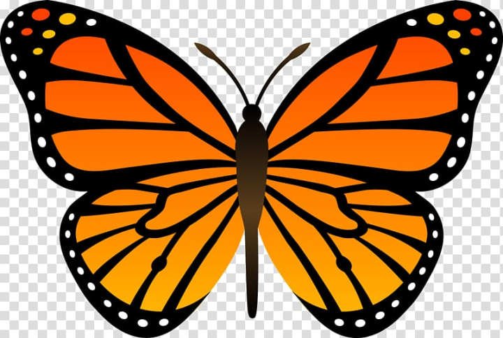 Top view of beautiful monarch butterfly, sketch illustration isolated on  white background. black and white Realistic hand drawing of monarch  butterfly on white background Stock Vector | Adobe Stock