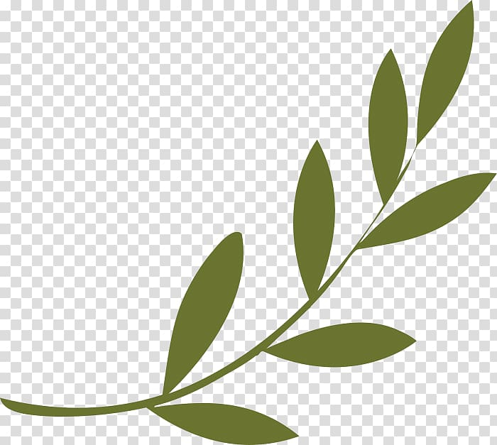 olive,branch,peace,symbols,wreath,symbol,miscellaneous,culture,leaf,plant stem,word,laurel wreath,victory,tree,plant,ancient greece,olive branch,peace symbols,olive wreath,png clipart,free png,transparent background,free clipart,clip art,free download,png,comhiclipart