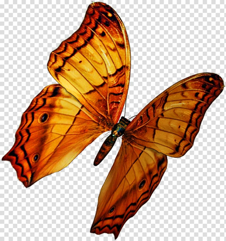 Free: Monarch butterfly PicsArt Studio Editing Moth, butterfly transparent  background PNG clipart 