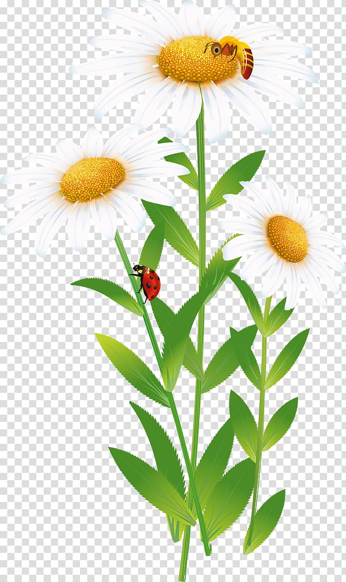 Free: Manzanilla Animation Drawing Common daisy, Animation transparent  background PNG clipart 