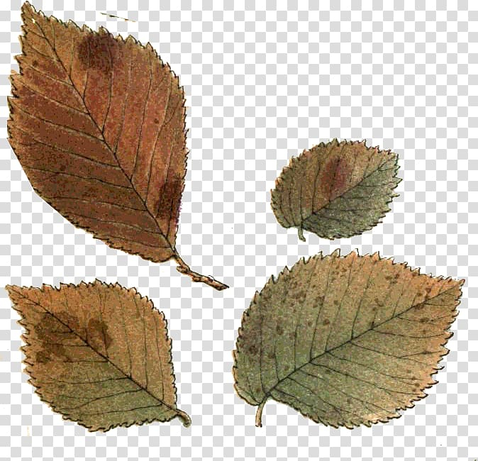 leaf,northern,hemisphere,southern,autumn,vf,happiness,north,northern hemisphere,plant,southern hemisphere,png clipart,free png,transparent background,free clipart,clip art,free download,png,comhiclipart
