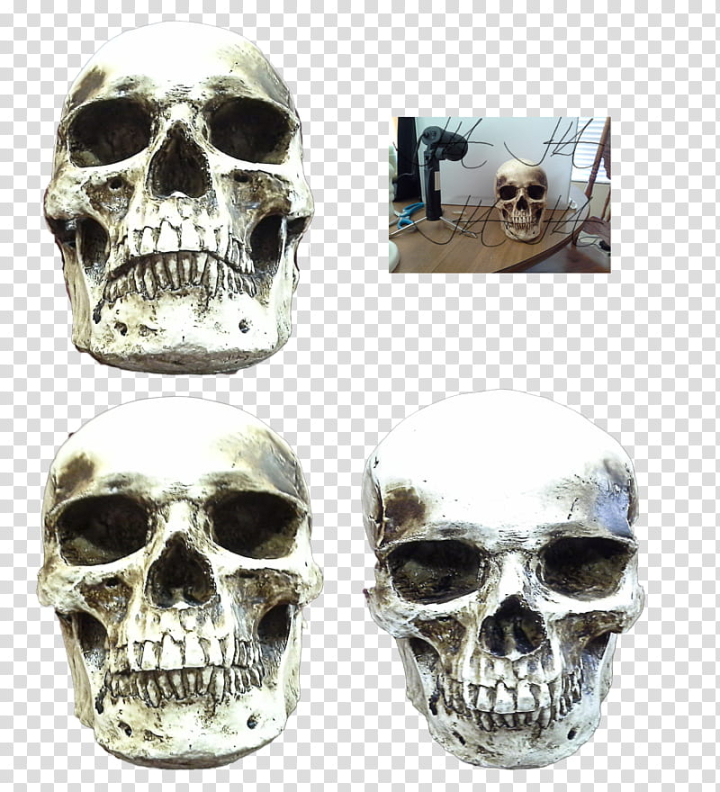 skull,various,angles,updated,gray,decor,objects,anatomy,decoration,halloween,precut,cramium,png clipart,free png,transparent background,free clipart,clip art,free download,png,comhiclipart