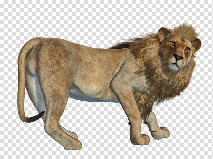 lion,animated,animals,3d & renders,png clipart,free png,transparent background,free clipart,clip art,free download,png,comhiclipart