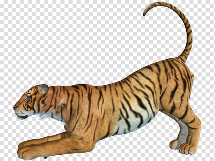 tiger,animal,animals,3d & renders,png clipart,free png,transparent background,free clipart,clip art,free download,png,comhiclipart
