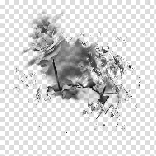 flowers,brushes,grayscale,graphy,flower,photoshop brushes,application resources,png clipart,free png,transparent background,free clipart,clip art,free download,png,comhiclipart
