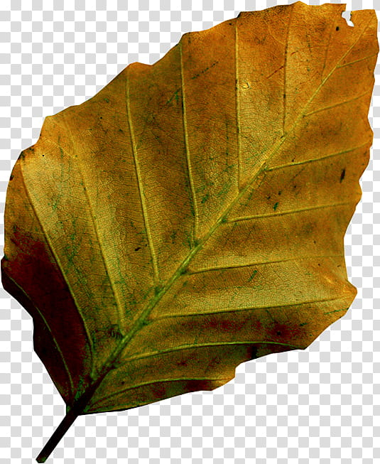 Dried Leaves PNG Transparent Images Free Download