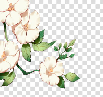 flowers,white,3d & renders,pack,packpng,packresources,png clipart,free png,transparent background,free clipart,clip art,free download,png,comhiclipart