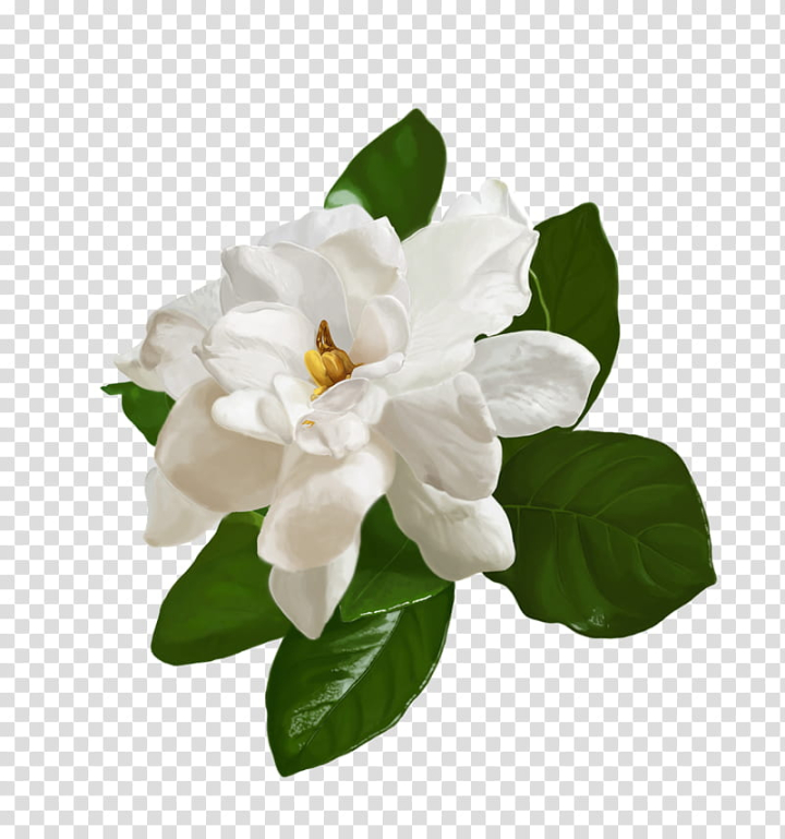 Free: Flowers , white jasmine flower transparent background PNG clipart -  