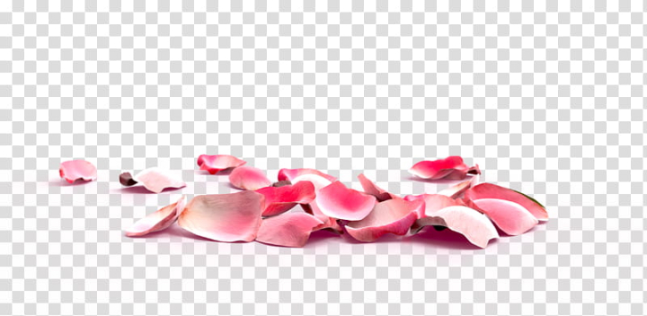 Pink Petal PNG Transparent Images Free Download, Vector Files