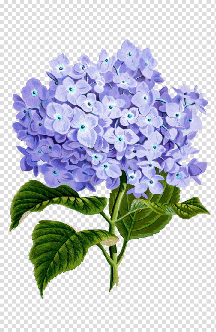 hydrangeas,purple,petaled,flowers,plants,3d & renders,png clipart,free png,transparent background,free clipart,clip art,free download,png,comhiclipart