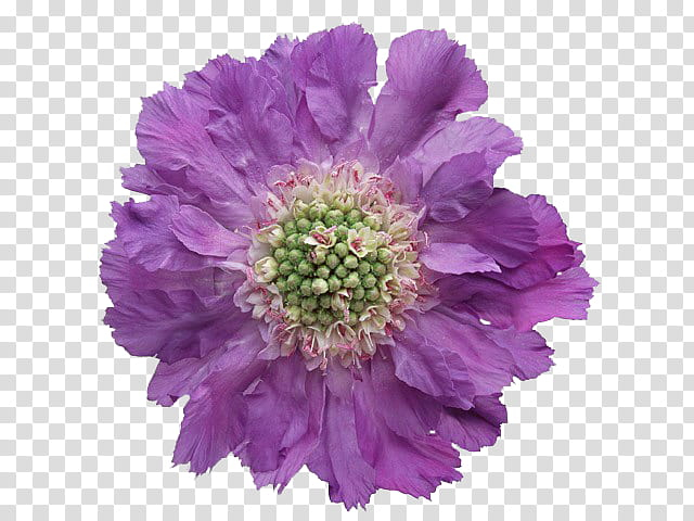 flower,purple,petaled,flowers,plants,3d & renders,png clipart,free png,transparent background,free clipart,clip art,free download,png,comhiclipart