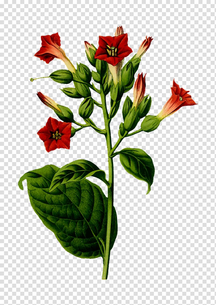 nicotiana,tabacum,tobacco,plant,cigar,plant stem,flower,tobacco plants,stock photography,smoking,rose,nicotiana tabacum,garden roses,food  drinks,flowerpot,flowering plant,flora,drawing,cut flowers,табаков,png clipart,free png,transparent background,free clipart,clip art,free download,png,comhiclipart